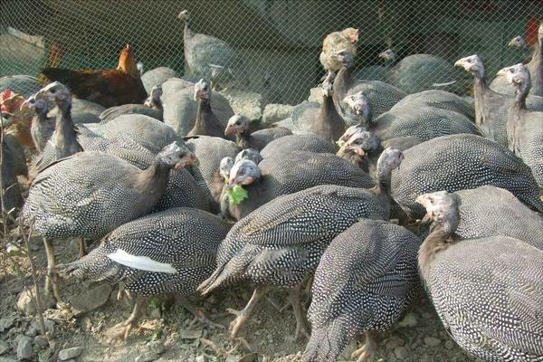 珍珠鸡苗价格多少钱一只?