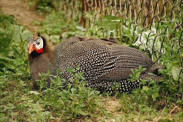 珍珠鸡苗价格多少钱一只?