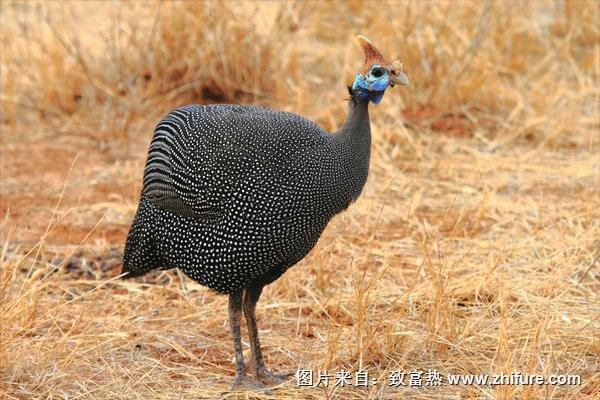 珍珠鸡苗价格多少钱一只?