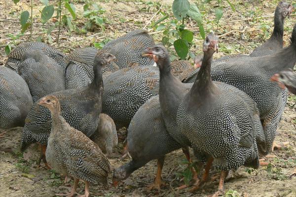 珍珠鸡苗价格多少钱一只?