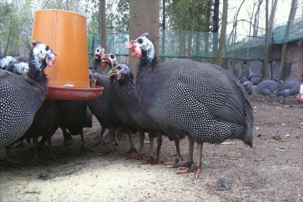 珍珠鸡苗价格多少钱一只?