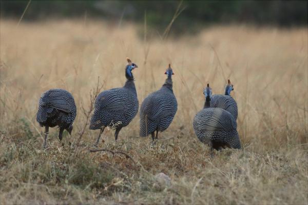 珍珠鸡苗价格多少钱一只?