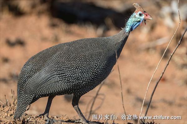 珍珠鸡怎么做好吃?