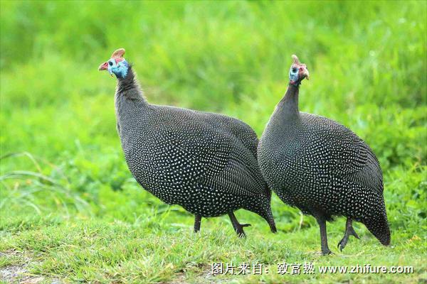 珍珠鸡能长到多少斤?