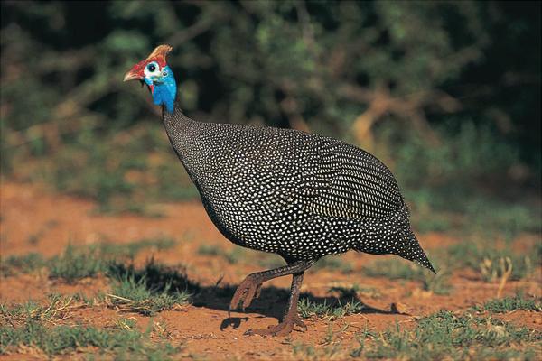 珍珠鸡能长到多少斤?