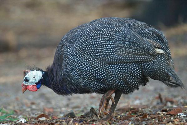 珍珠鸡能长到多少斤?