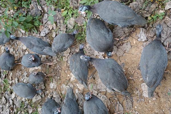 珍珠鸡能长到多少斤?