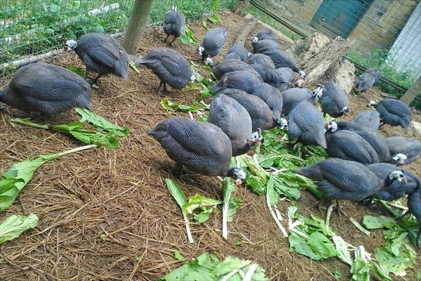 珍珠鸡能长到多少斤?