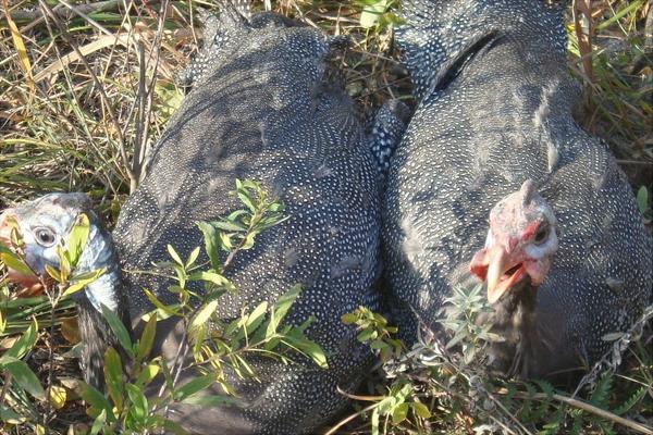 珍珠鸡能长到多少斤?