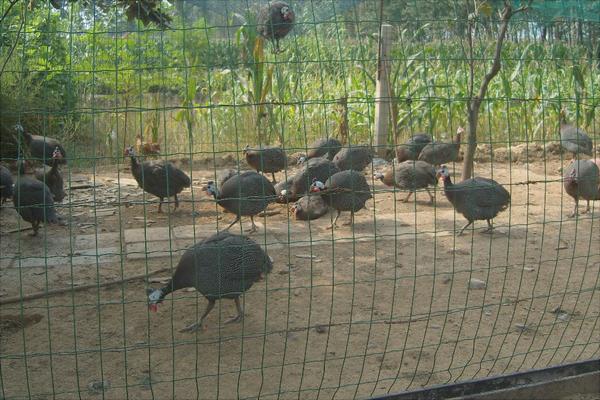 珍珠鸡能长到多少斤?