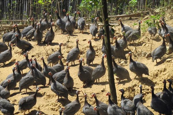 珍珠鸡能长到多少斤?