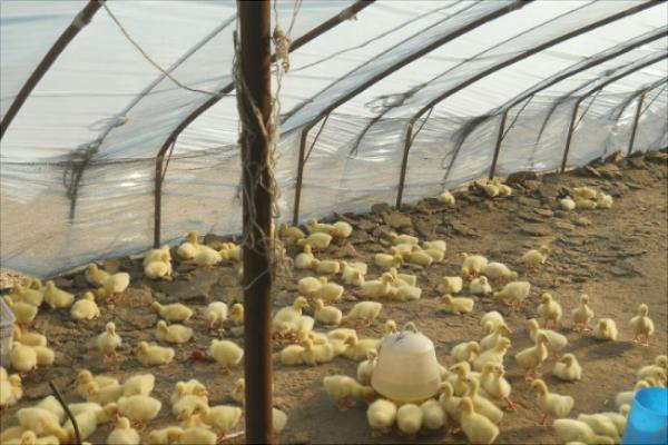 塑料大棚大棚养鹅怎么养?大棚怎么搭建?有什么优势?