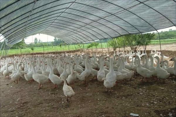 塑料大棚大棚养鹅怎么养?大棚怎么搭建?有什么优势?