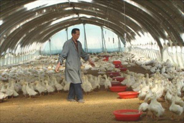 塑料大棚大棚养鹅怎么养?大棚怎么搭建?有什么优势?