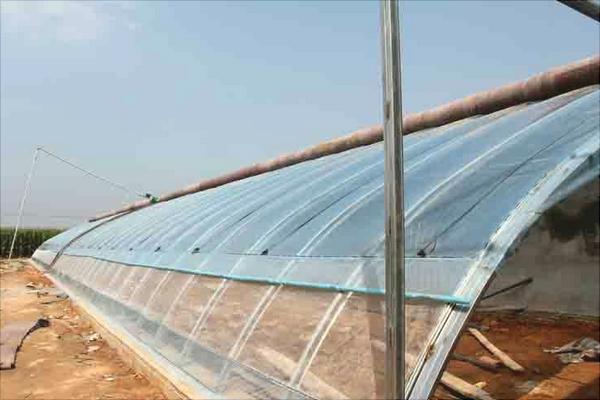 塑料大棚大棚养鹅怎么养?大棚怎么搭建?有什么优势?