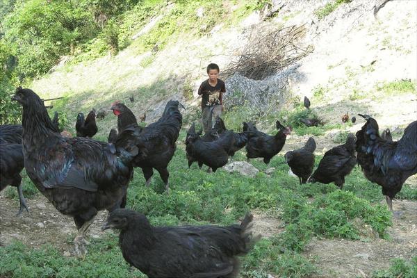 乌鸡炖什么补气血?