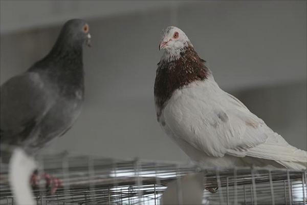 肉鸽的品种有哪些？