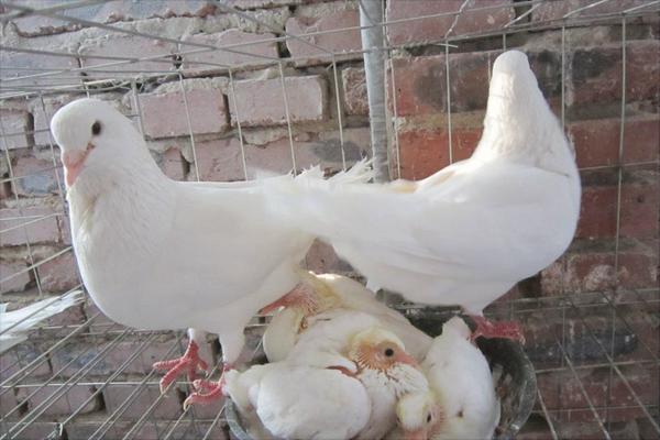 肉鸽的品种有哪些？