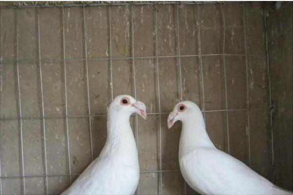 肉鸽的品种有哪些？