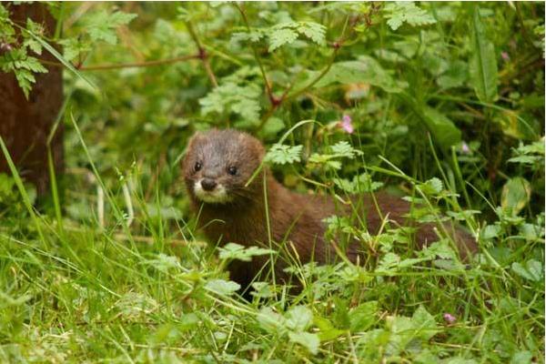 养100只水貂需要多少成本?养水貂的成本和利润