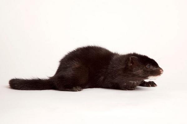 养100只水貂需要多少成本?养水貂的成本和利润