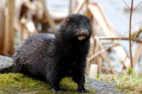 养100只水貂需要多少成本?养水貂的成本和利润