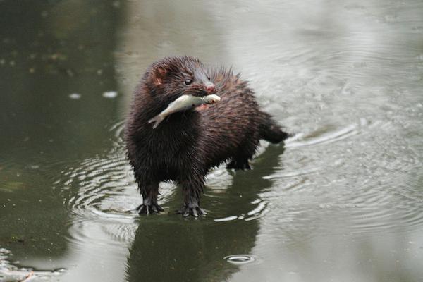 养100只水貂需要多少成本?养水貂的成本和利润