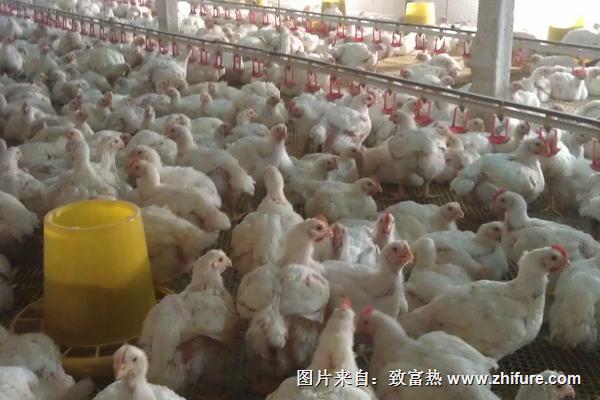 肉鸡喂什么增重快？