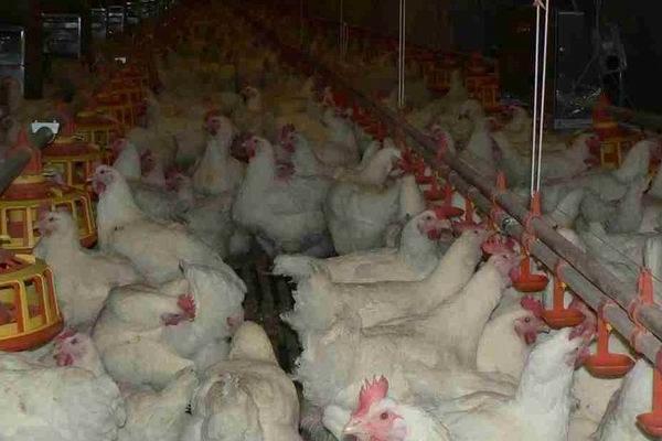 肉鸡喂什么增重快?