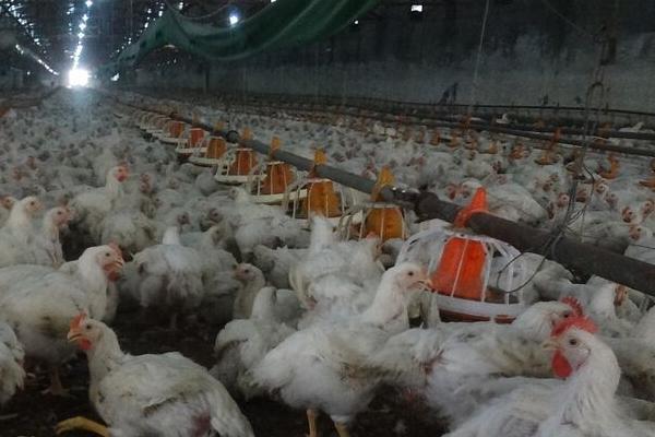 肉鸡喂什么增重快?