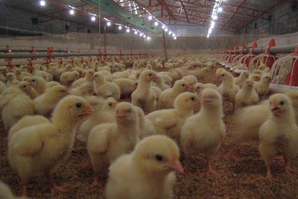 肉鸡喂什么增重快?