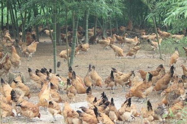 肉鸡喂什么增重快?