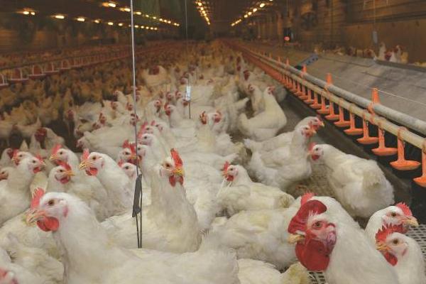 肉鸡喂什么增重快?