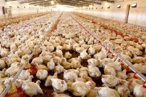 肉鸡喂什么增重快?