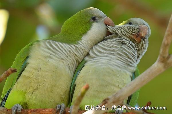 和尚鹦鹉会说话吗?和尚鹦鹉说话能力