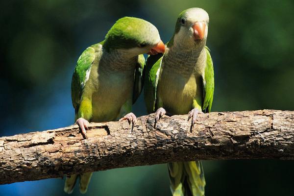 和尚鹦鹉会说话吗？和尚鹦鹉说话能力