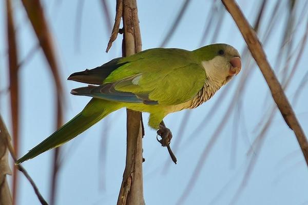 和尚鹦鹉会说话吗？和尚鹦鹉说话能力