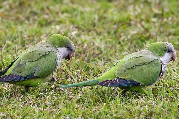 和尚鹦鹉会说话吗？和尚鹦鹉说话能力