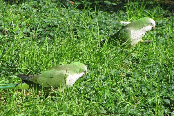 和尚鹦鹉会说话吗？和尚鹦鹉说话能力