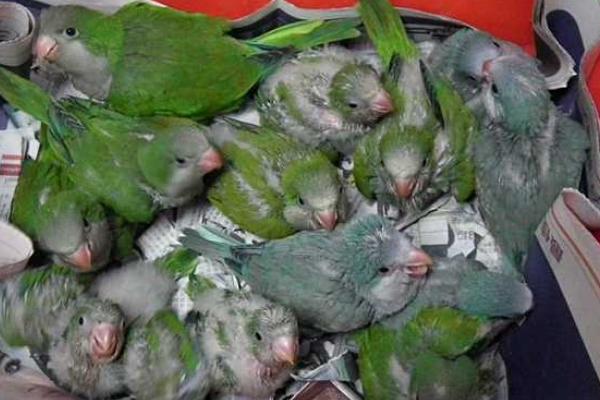 和尚鹦鹉会说话吗？和尚鹦鹉说话能力