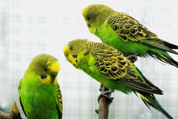 和尚鹦鹉会说话吗？和尚鹦鹉说话能力