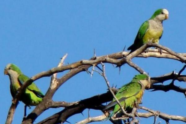 和尚鹦鹉会说话吗？和尚鹦鹉说话能力