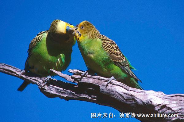 虎皮鹦鹉能活多少年?