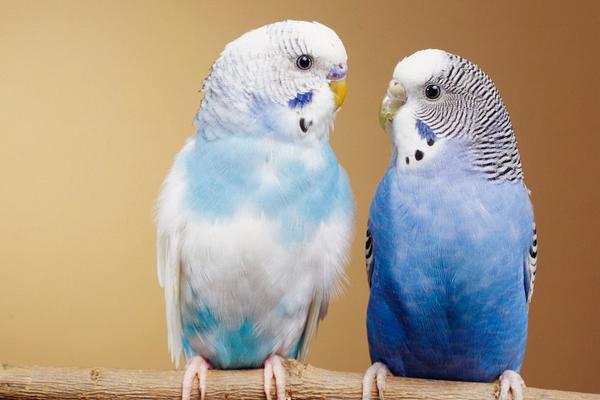 虎皮鹦鹉能活多少年？