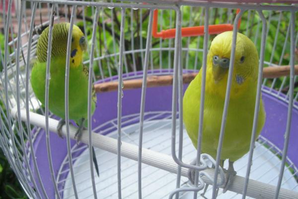 虎皮鹦鹉能活多少年？