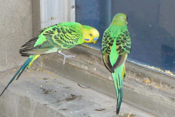 虎皮鹦鹉能活多少年？