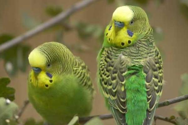 虎皮鹦鹉能活多少年？