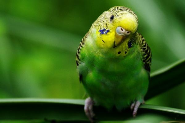 虎皮鹦鹉能活多少年？