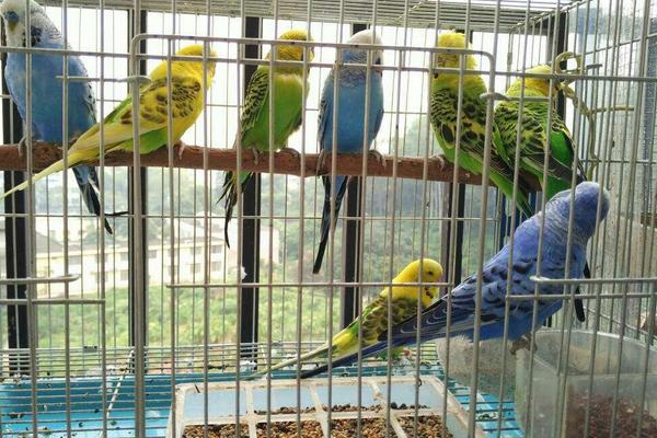 虎皮鹦鹉能活多少年？