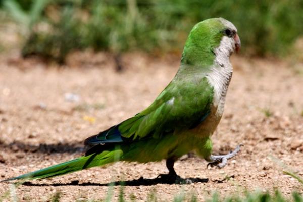 和尚鹦鹉会说话吗？和尚鹦鹉说话能力